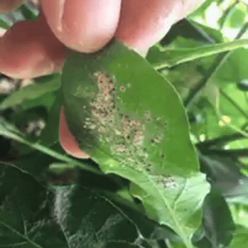 WhiteBan Whitefly Defence